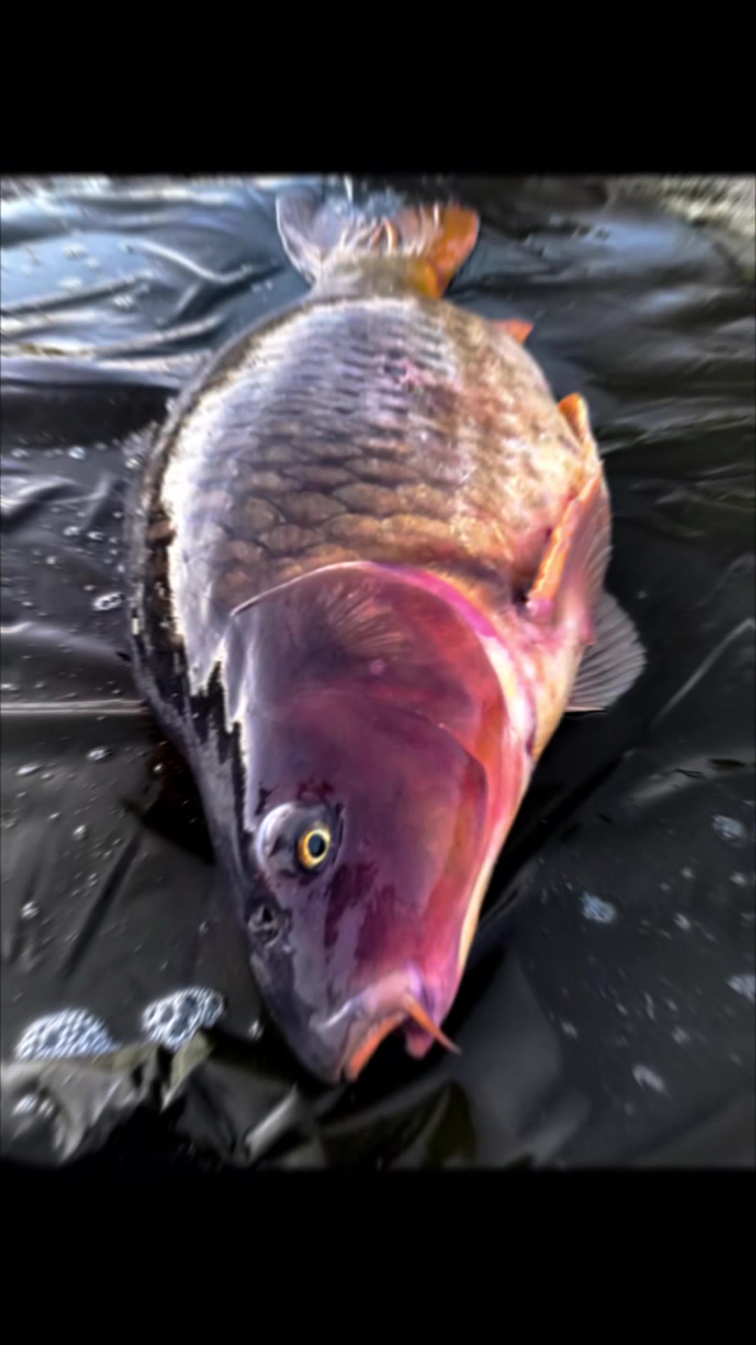 @Jocarpfishing