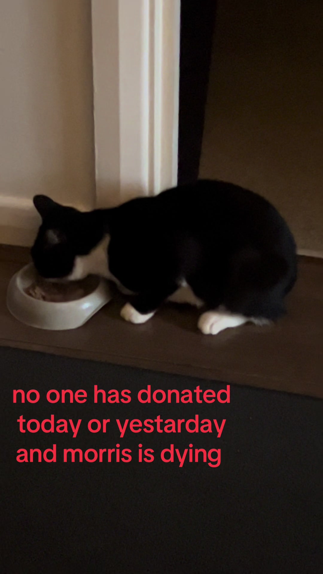 @Save Morris from FIP 🐾❤️&zwj;🩹