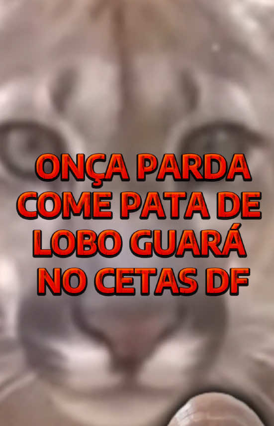 @Elisabete Silva