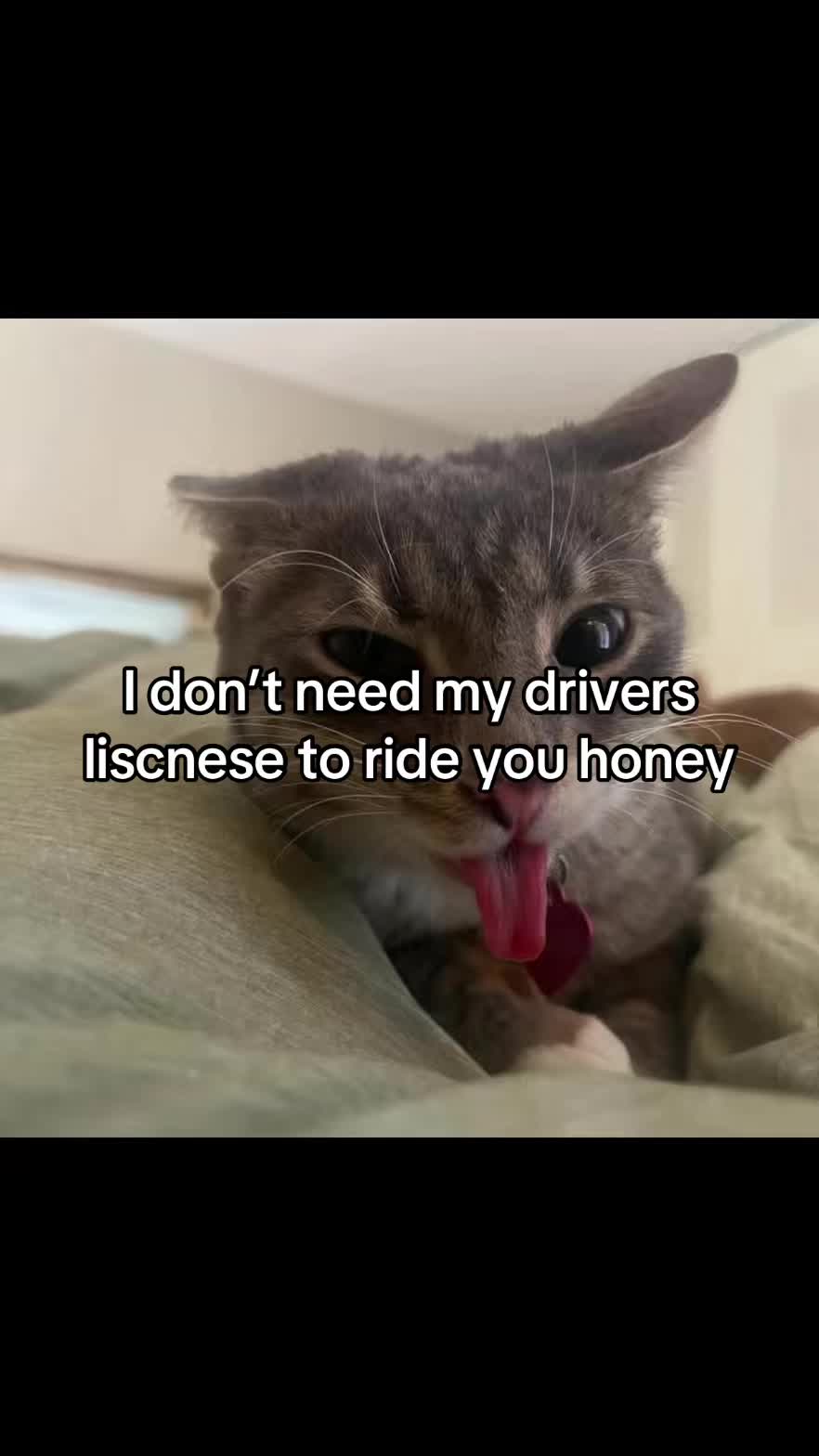 @LavanderCat