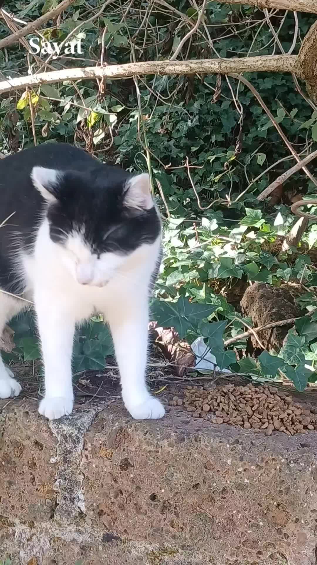 @amica dei gatti