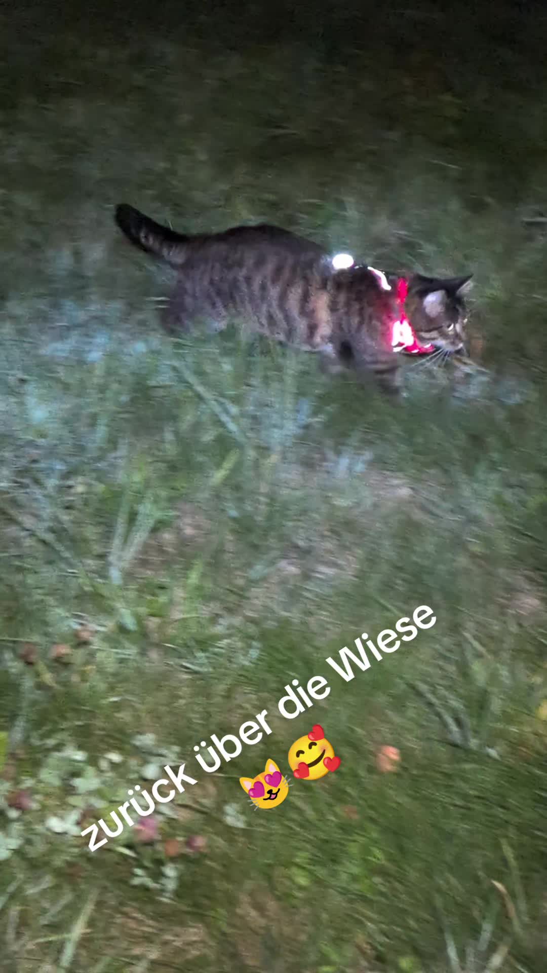 @😻Katrin&Odin 😻Modi Muddi 😻