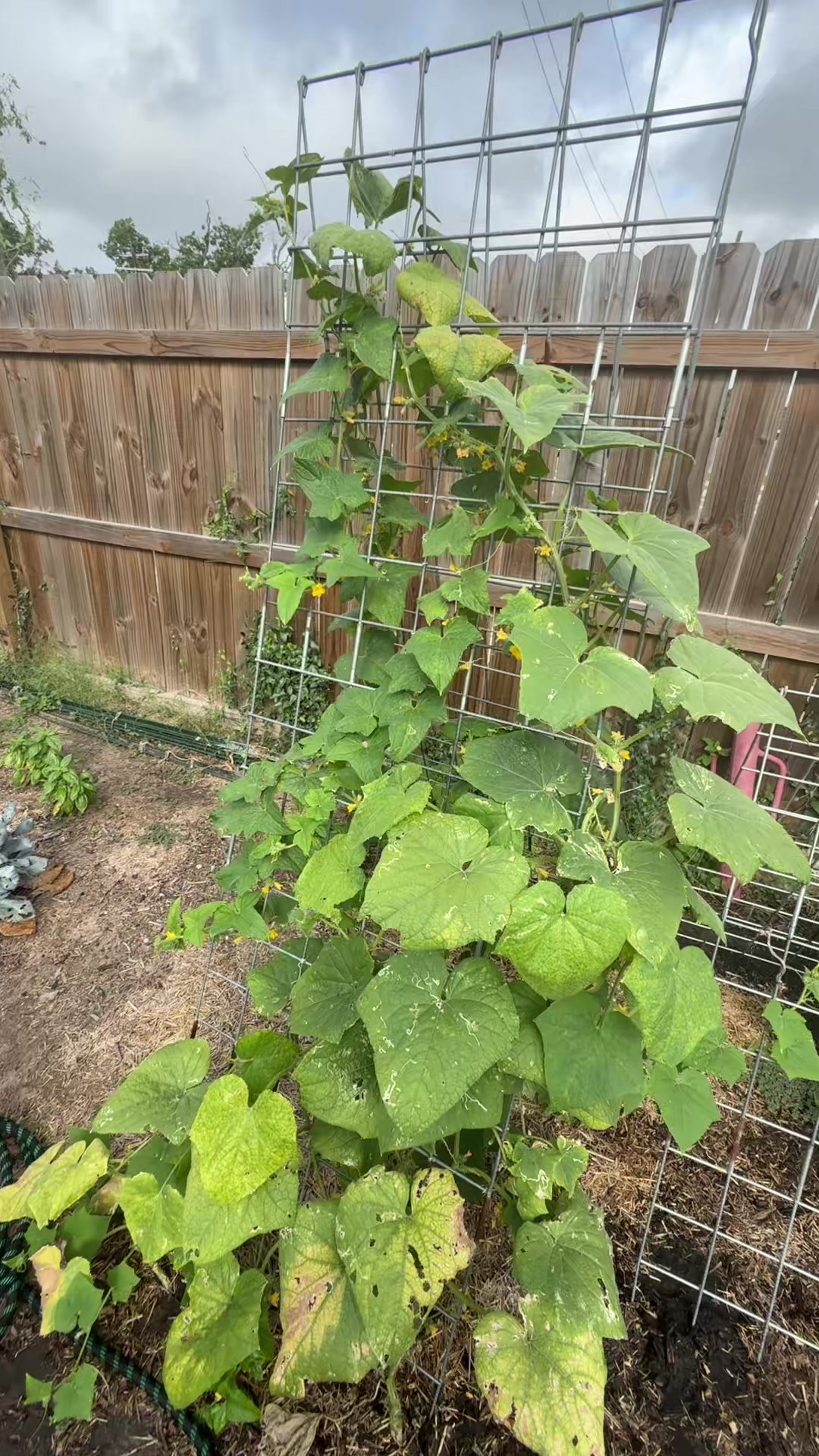 @themagicvalleygardener