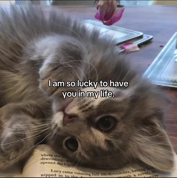@deep.meow