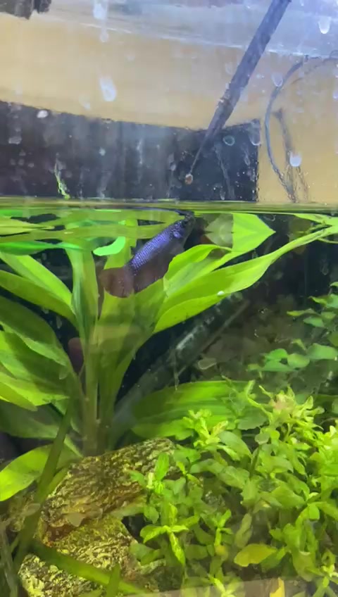 @CRBaquatics