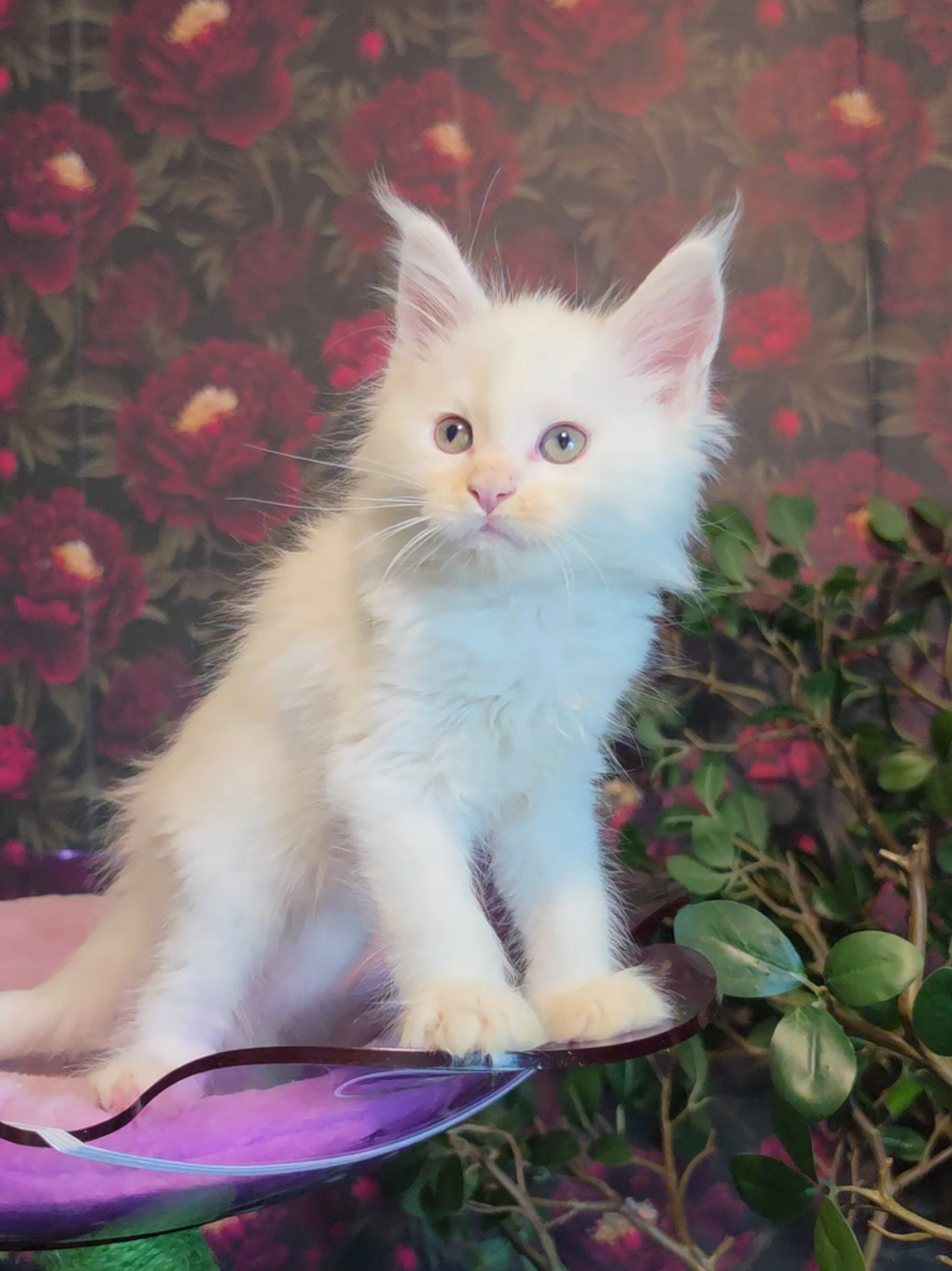 @Peaky Claws Cattery