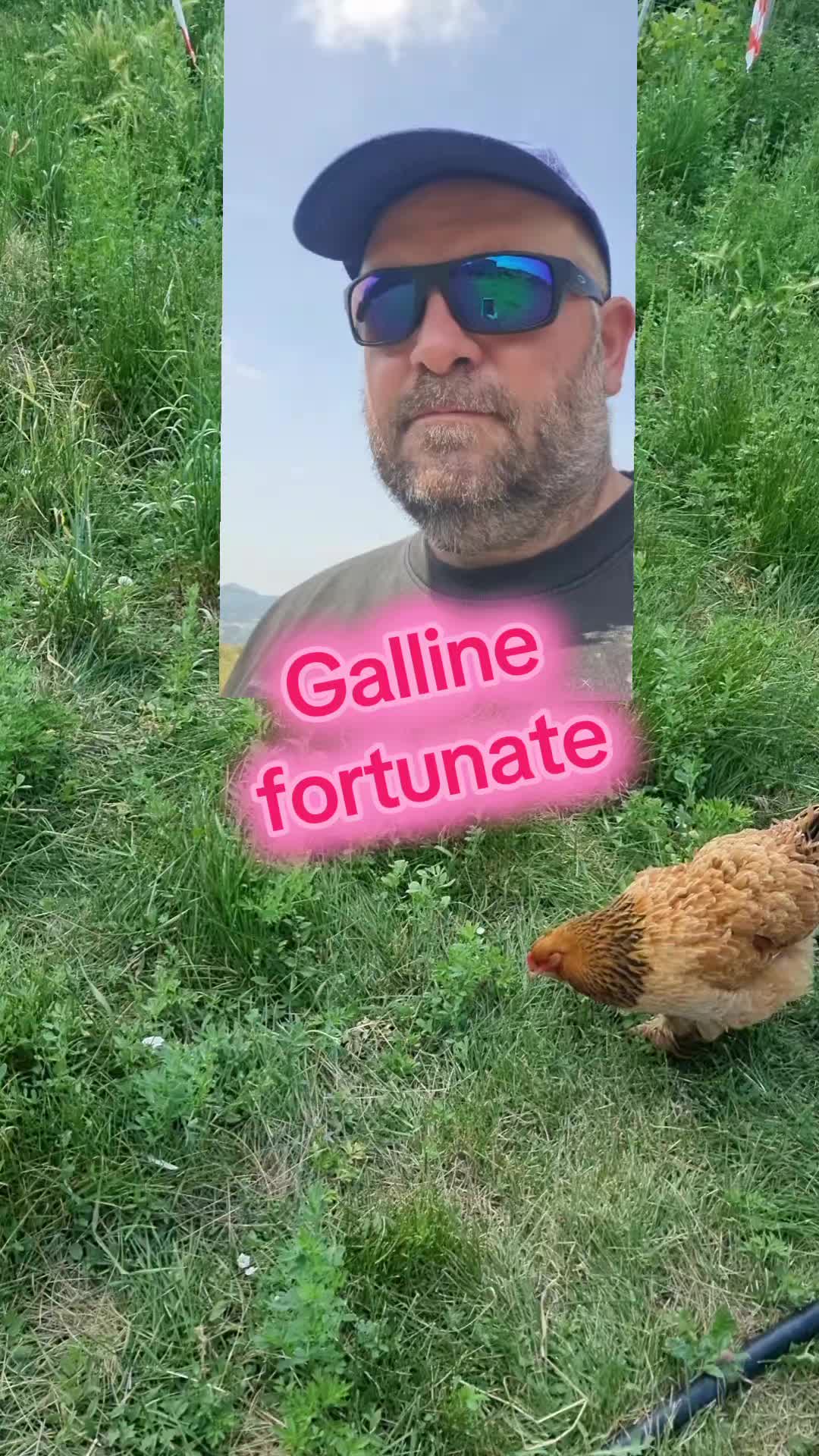 @Il leone e la gallina