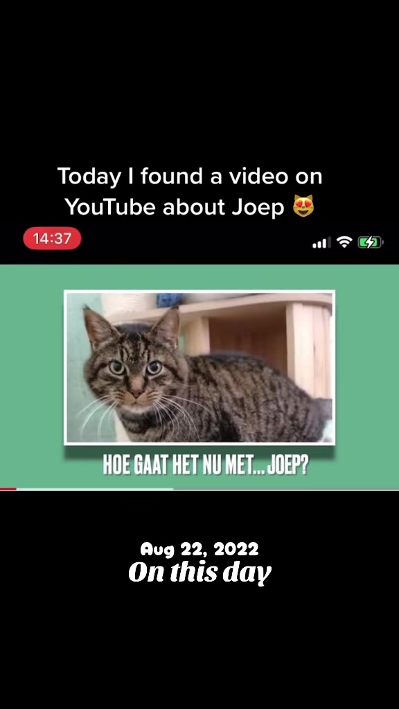 @Joep_the_ rescuecat