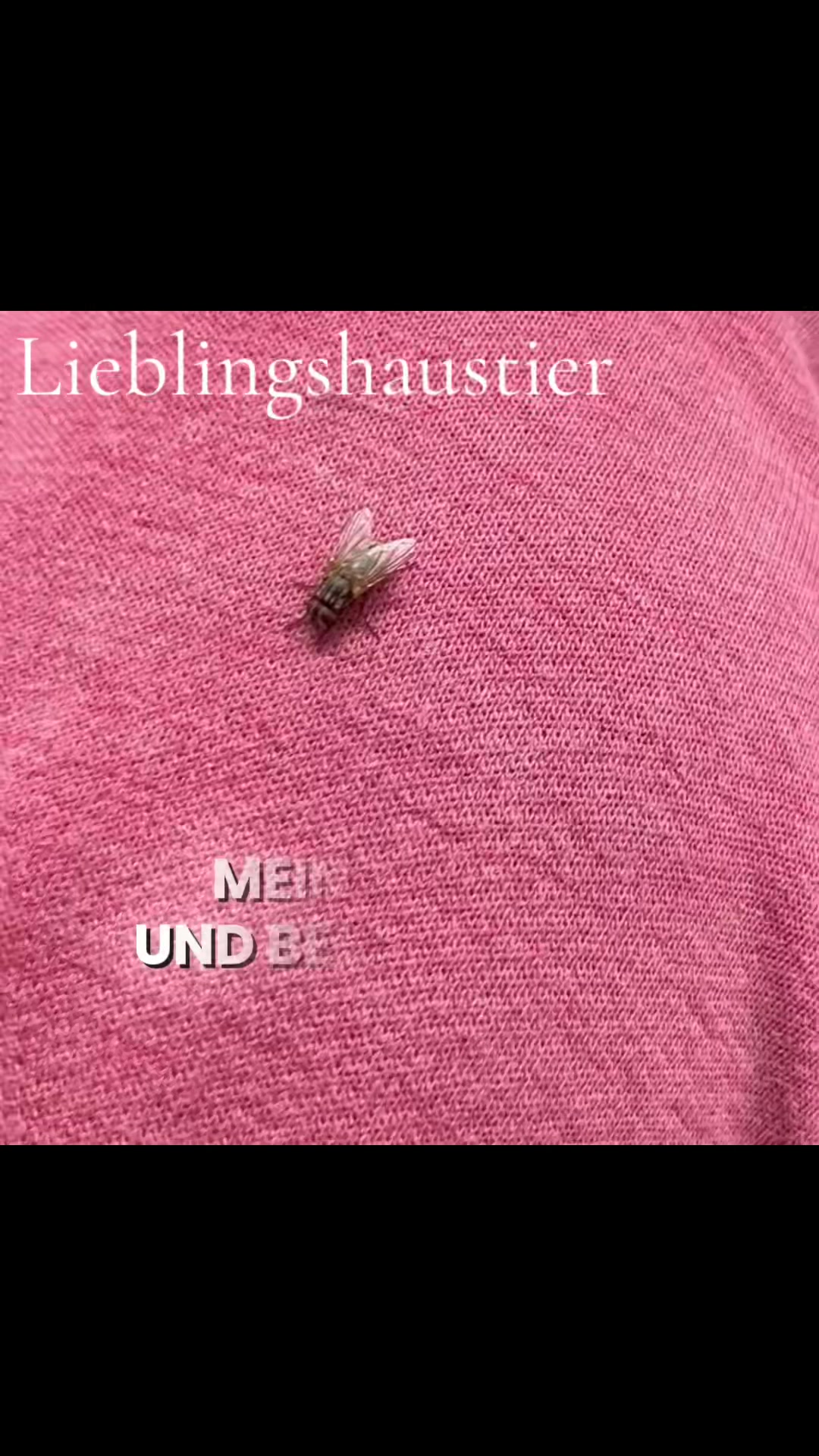 @horst