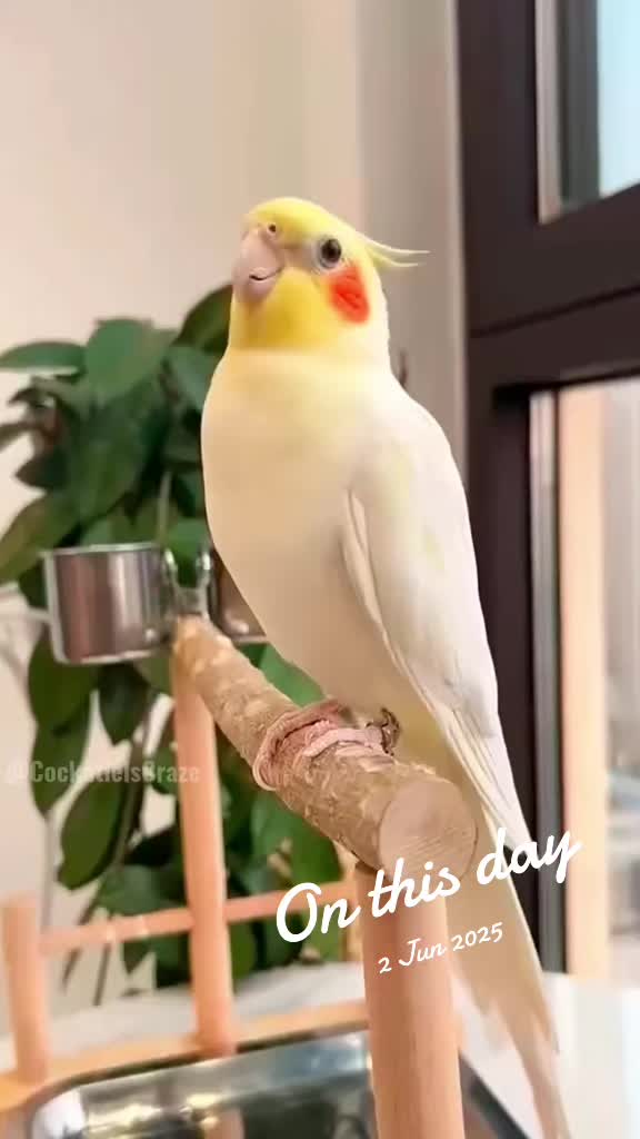 @Cockatiels Craze
