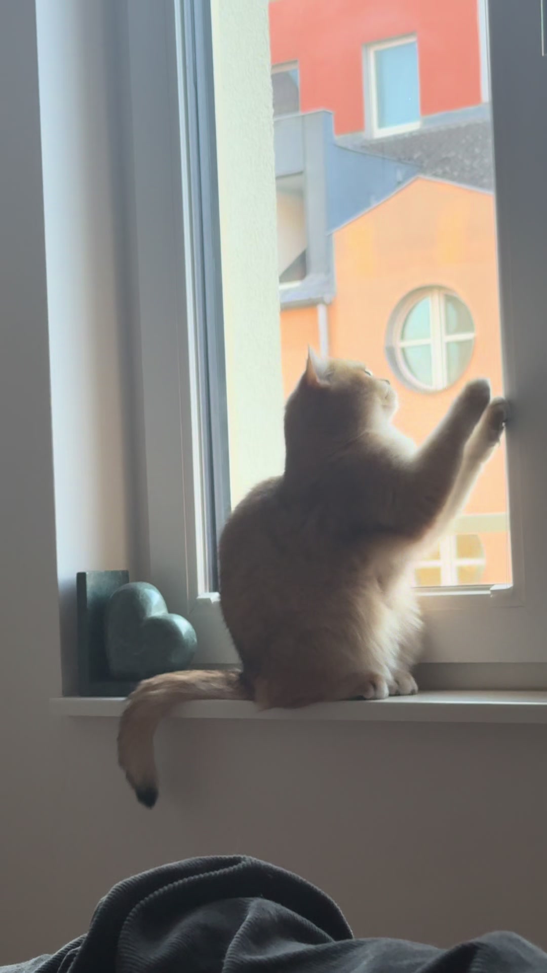 @Sammie_the_Cat