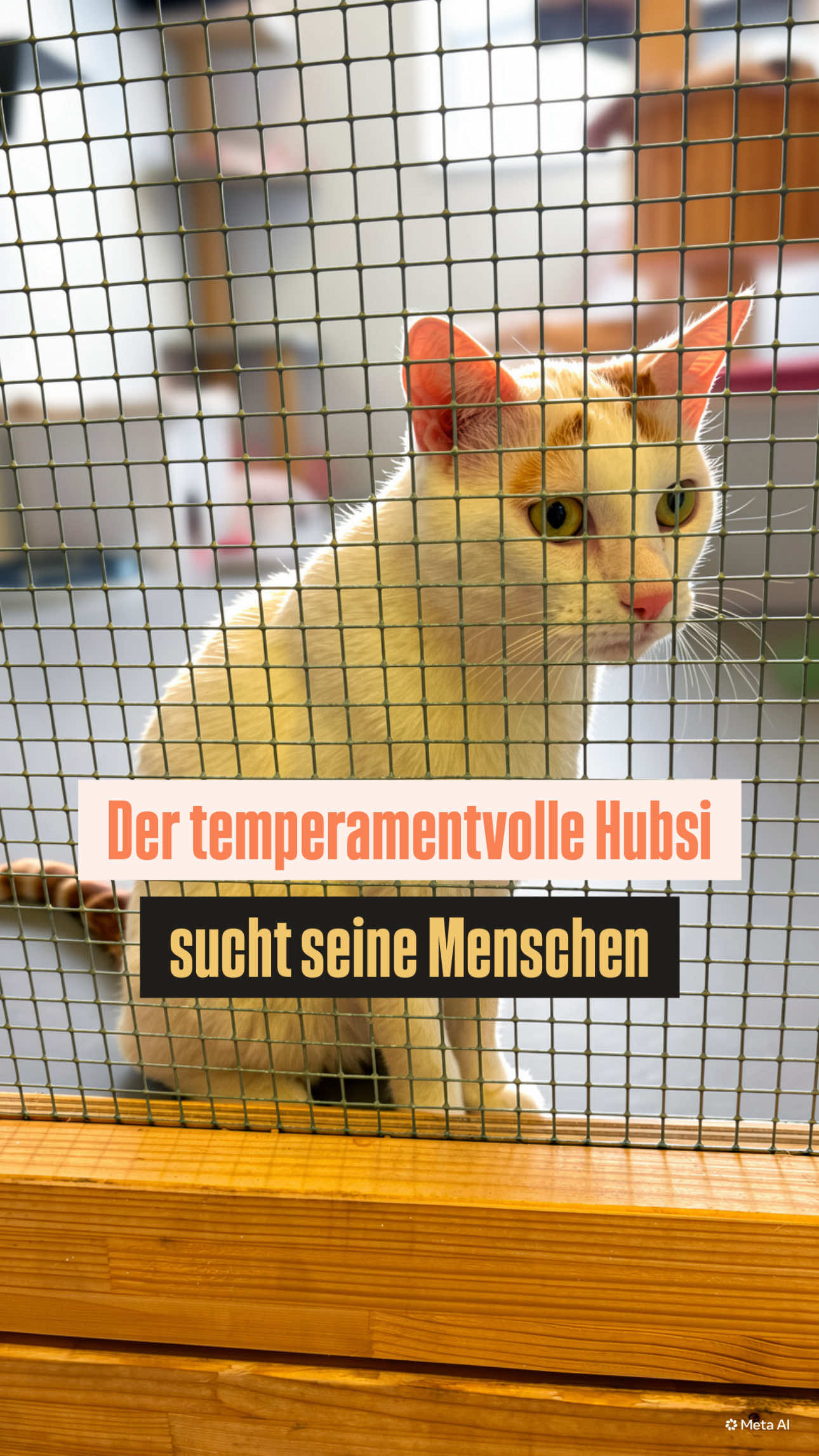 @TierschutzvereinM