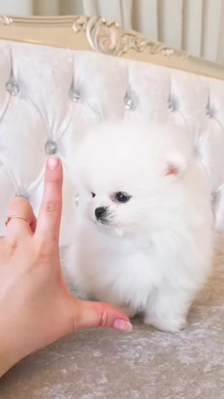 @Teacup puppies
