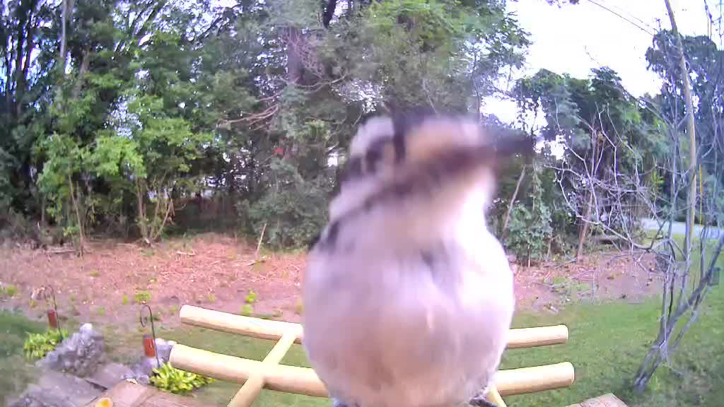 @OnlyBirds518