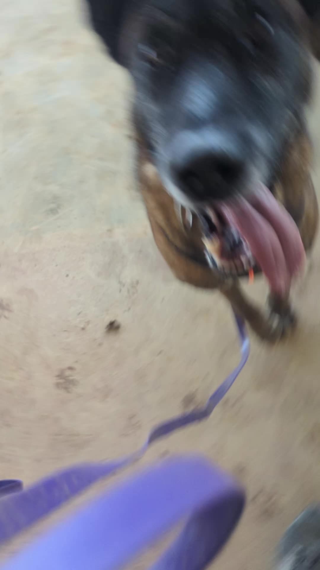 @Rock a Dog