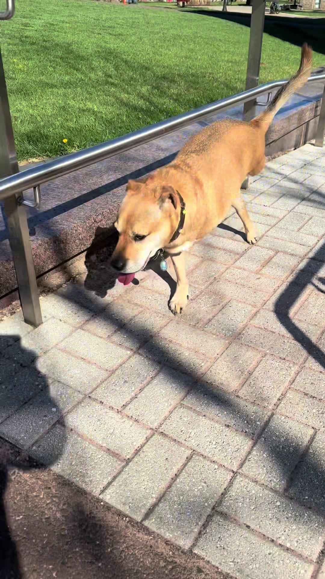 @2legdogs