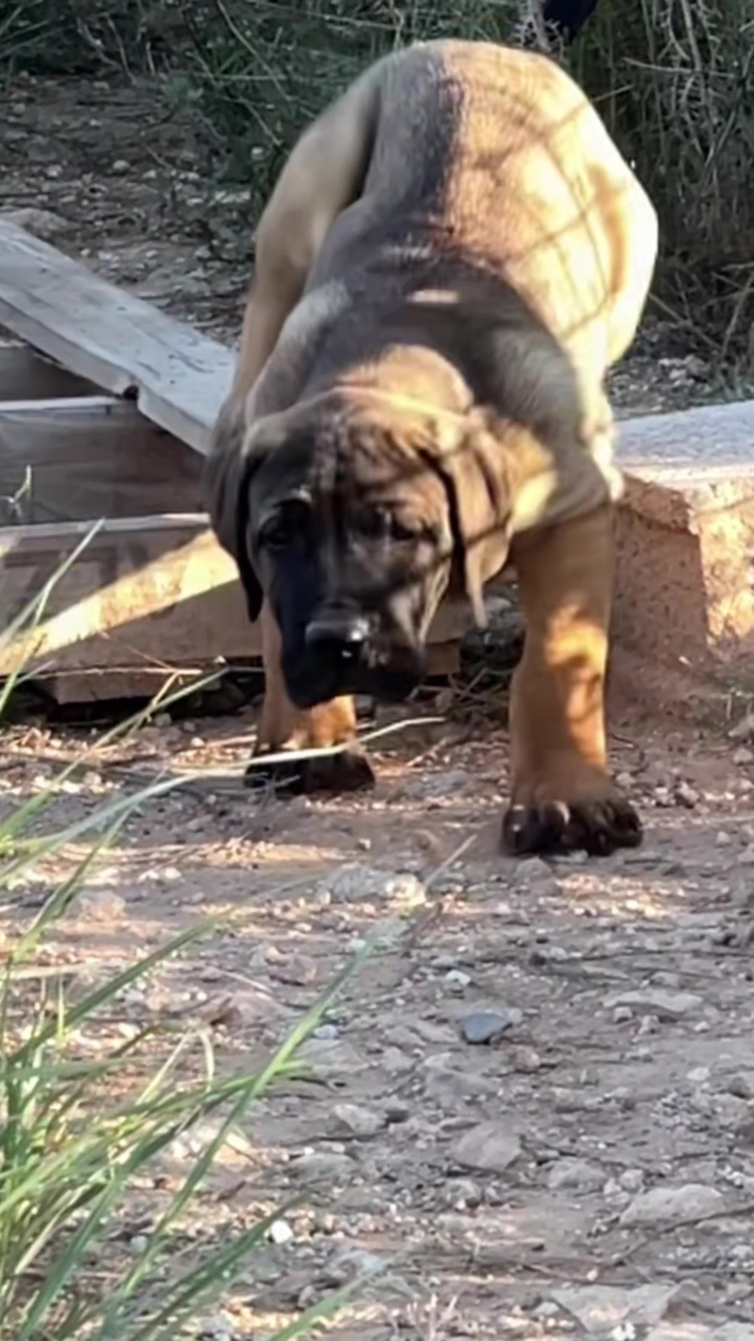 @Presacanario_bulldogfrances