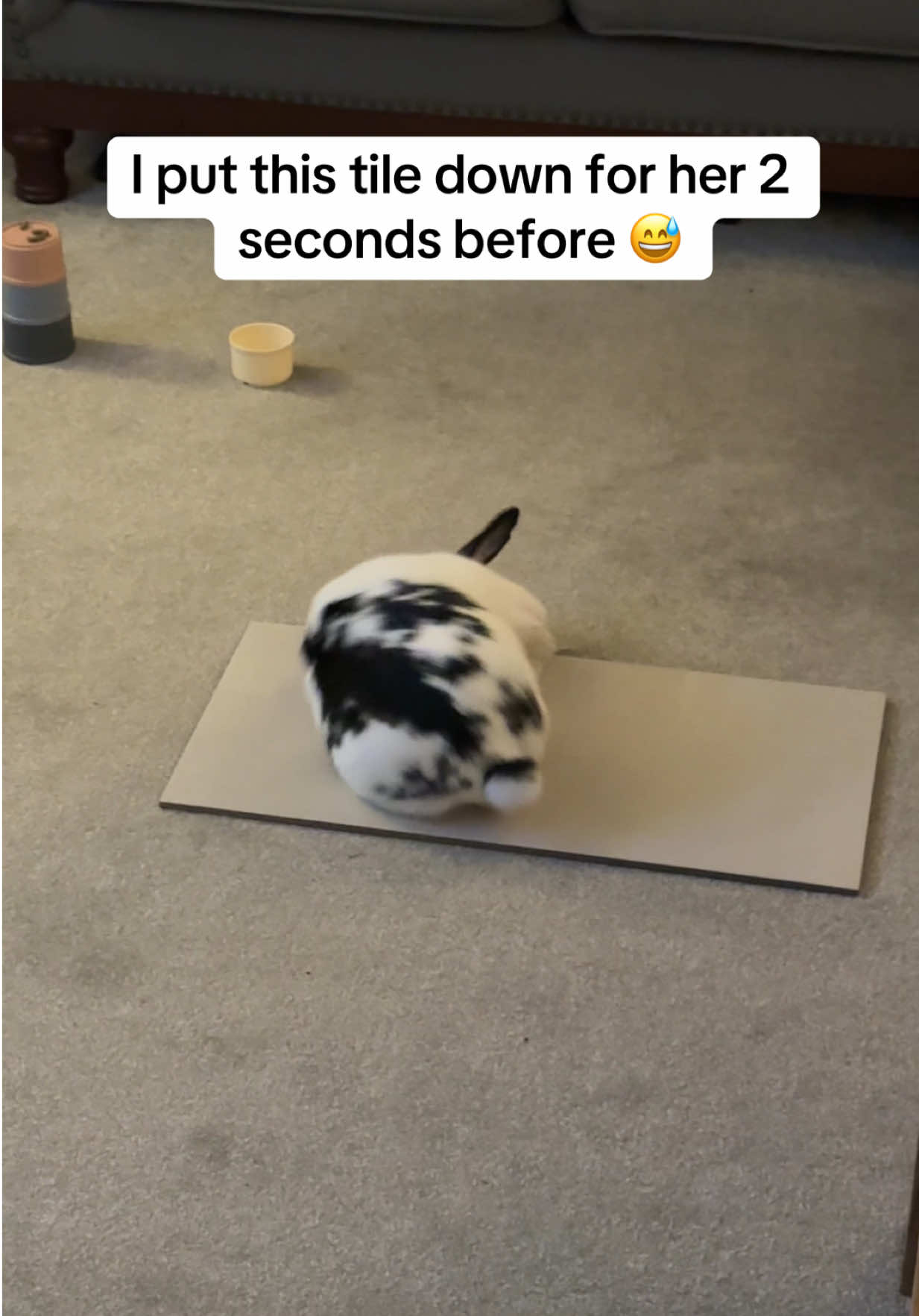 @Bun, two, three, four