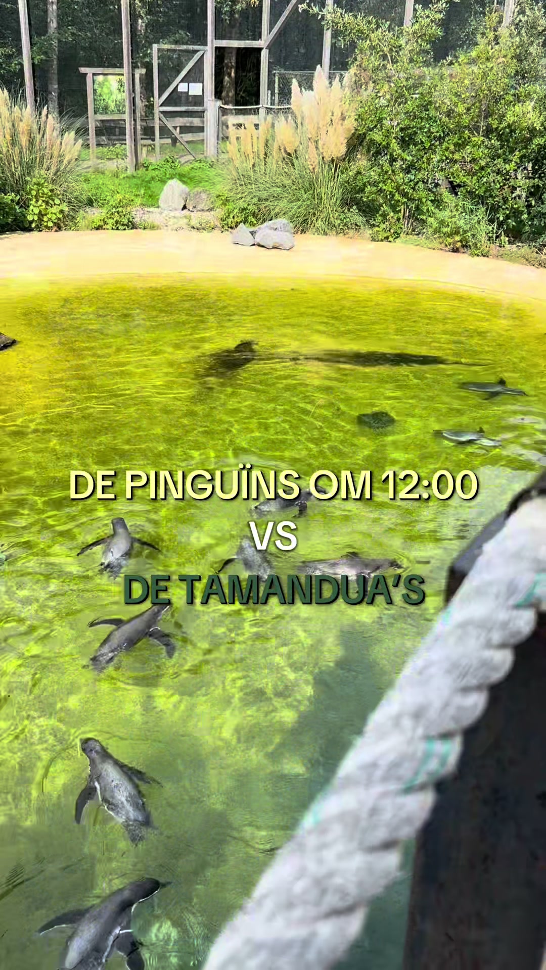 @Dierenpark Hoenderdaell