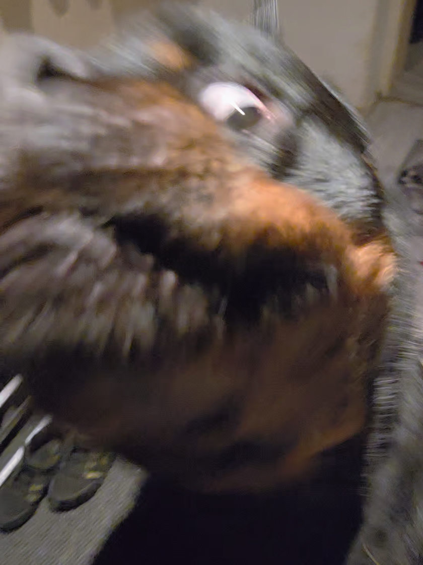 @Loki der Rottweiler