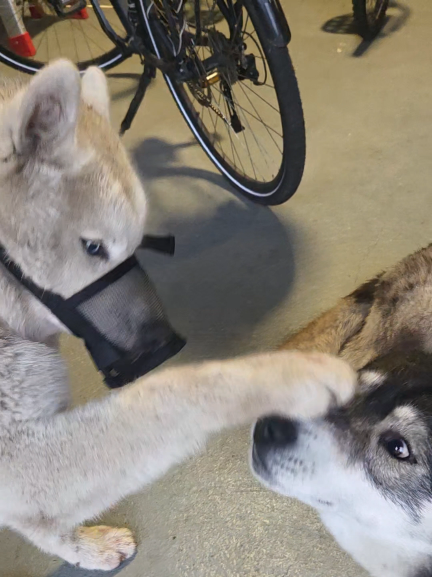 @husky.ananaski