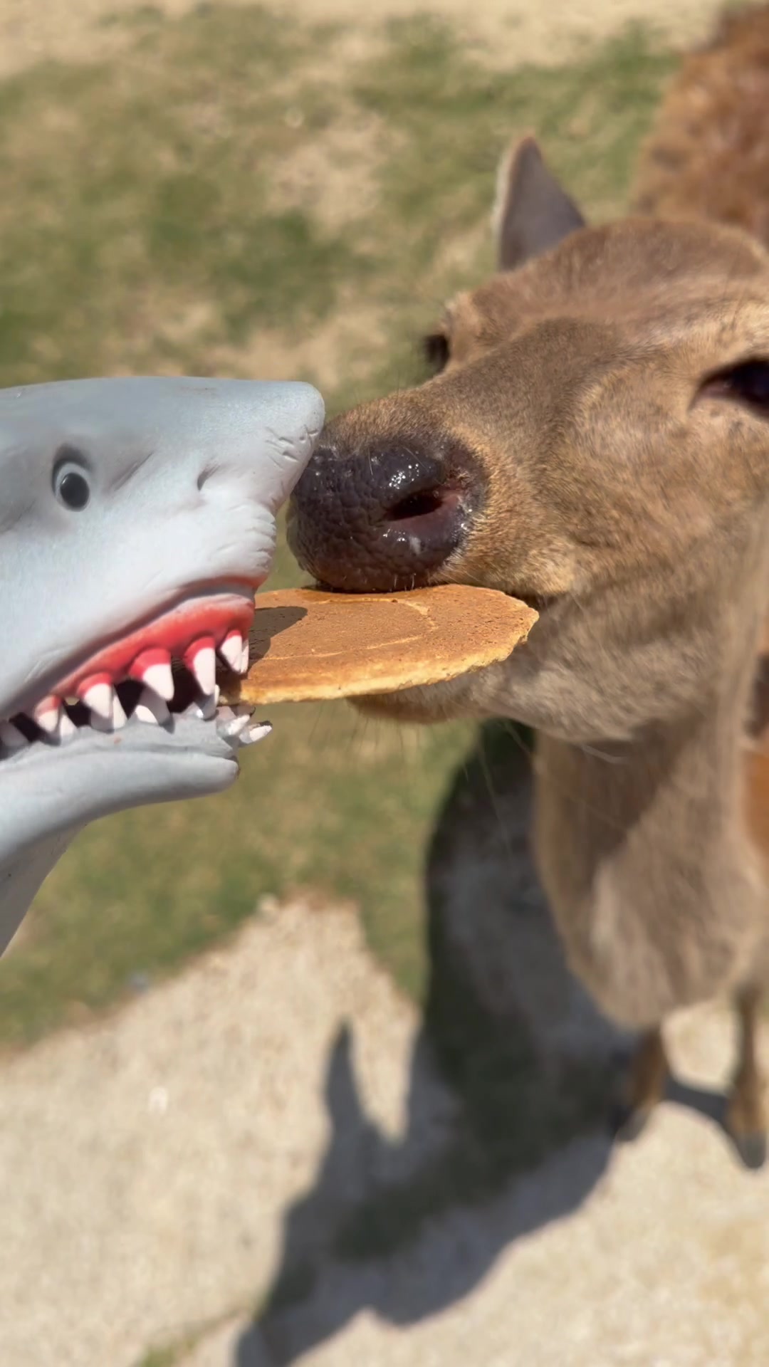 @the.shark.puppet