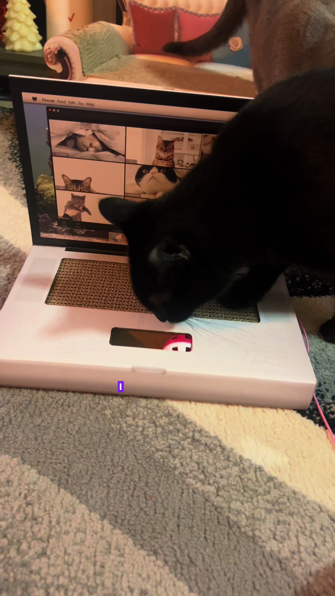 @Concerned_Kitty