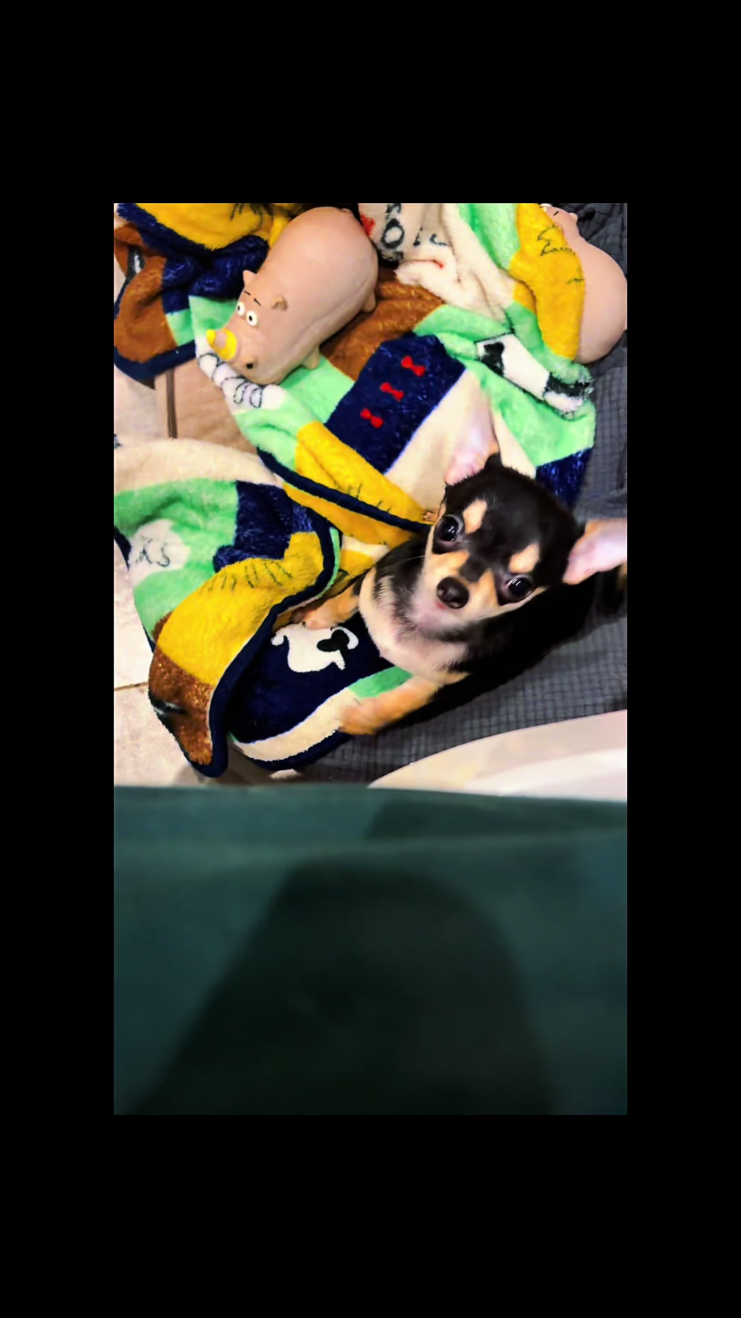 @Suffolk Chihuahuas