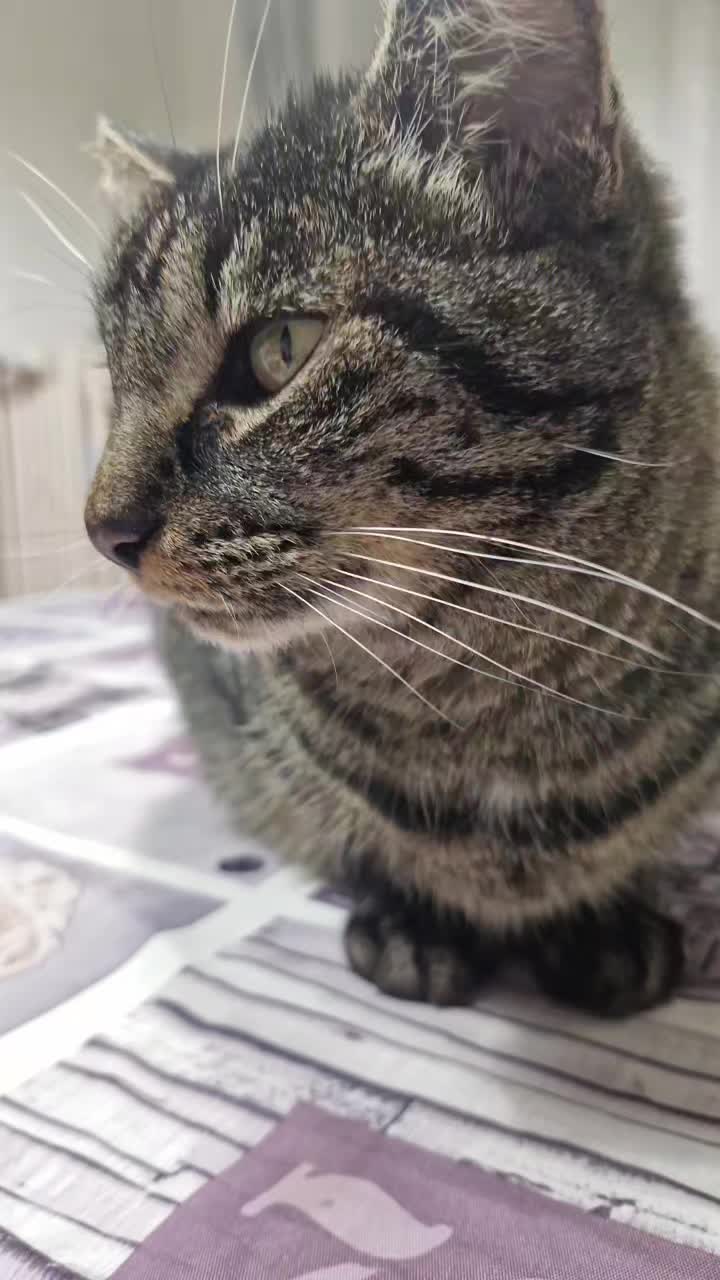 @fifillemichou54