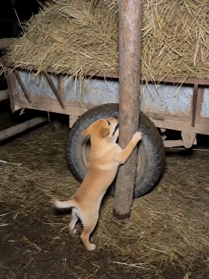 @NutsyFarm
