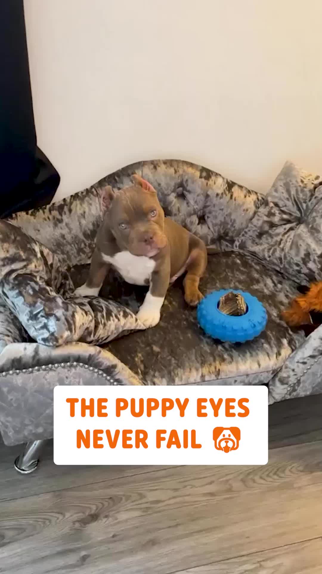 @Pawsome Pets