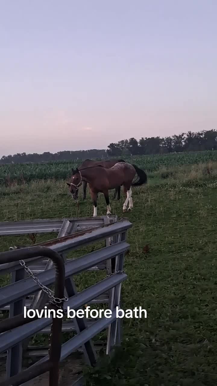 @Taylor | Sah{farm}m