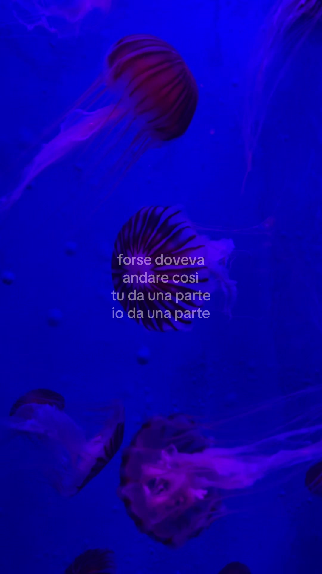 @sissi🌺