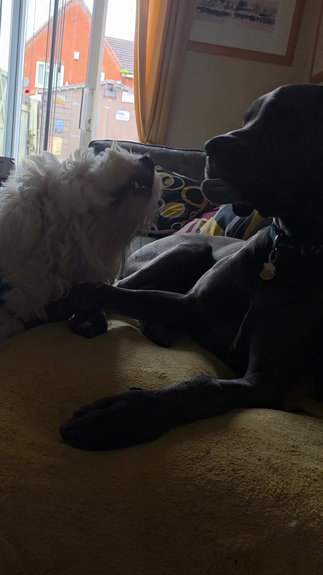 @#cooperthegreatdaneasaurusrex