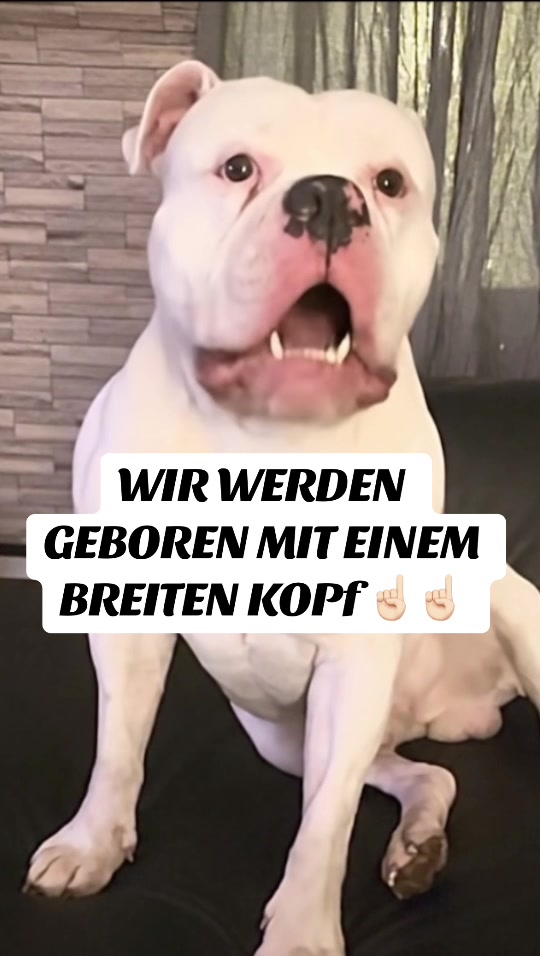 @daxter_the_bulldog