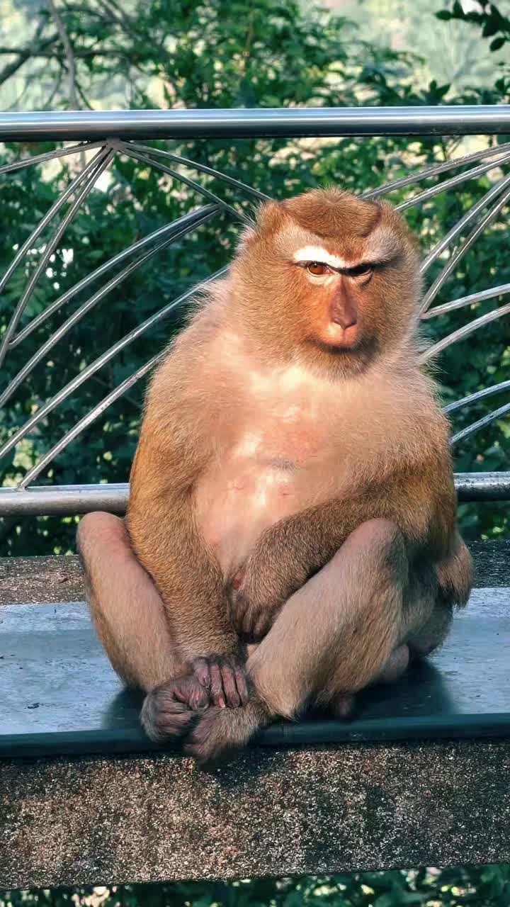 @Monkeyking❤