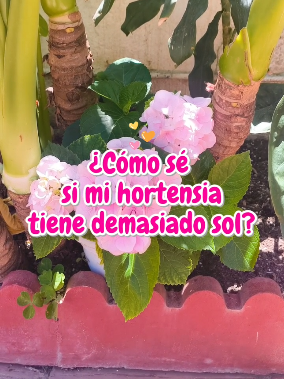 @𝑴𝒊 𝒑𝒂𝒕𝒊𝒐𝒉𝒖𝒆𝒓𝒕𝒐