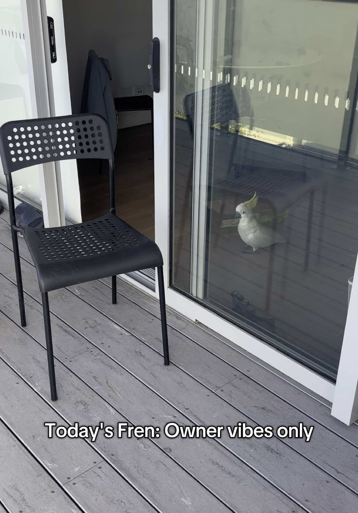 @aussie.cockatoo