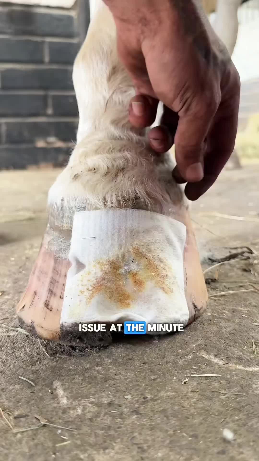 @Tessa - Animal US