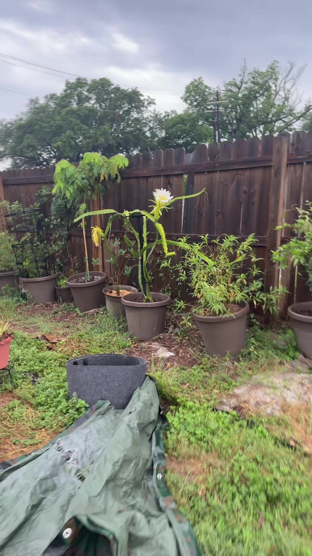 @themagicvalleygardener