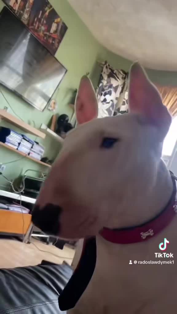 @BullTerrierlove Baby Bella