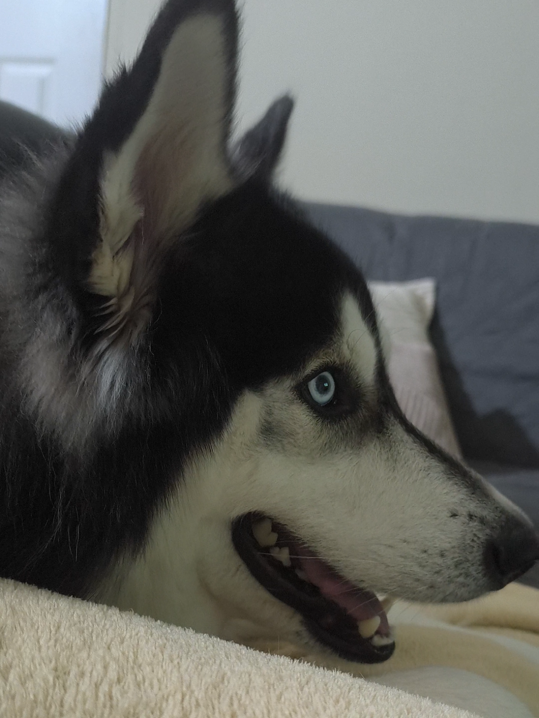 @cythehusky