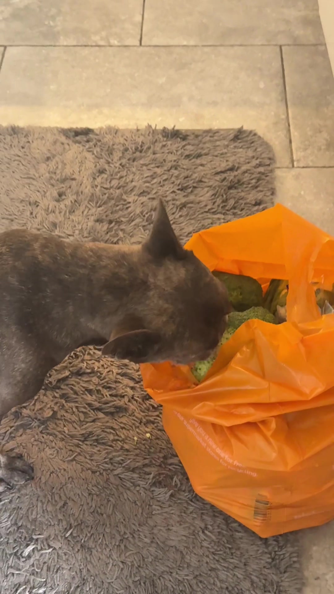 @Bertie The Frenchie