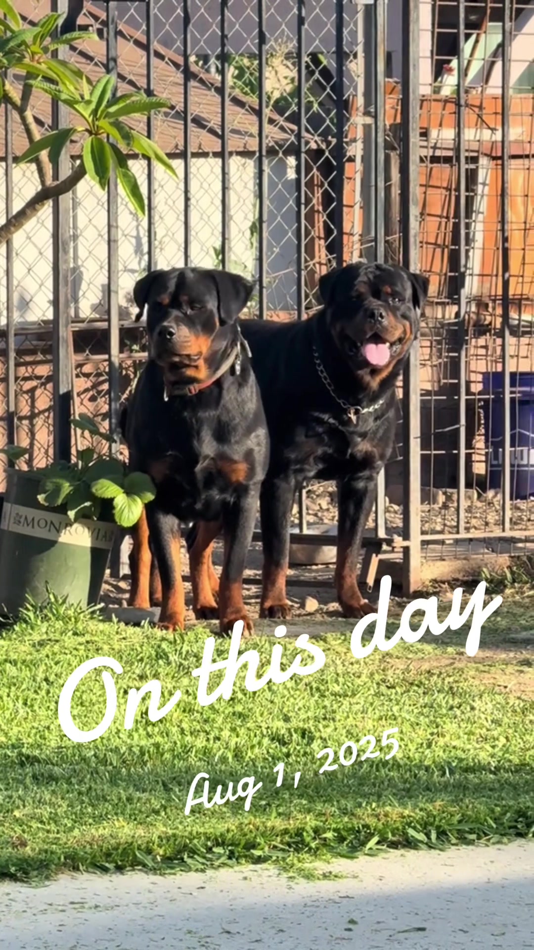 @King Rottweilers Kennel