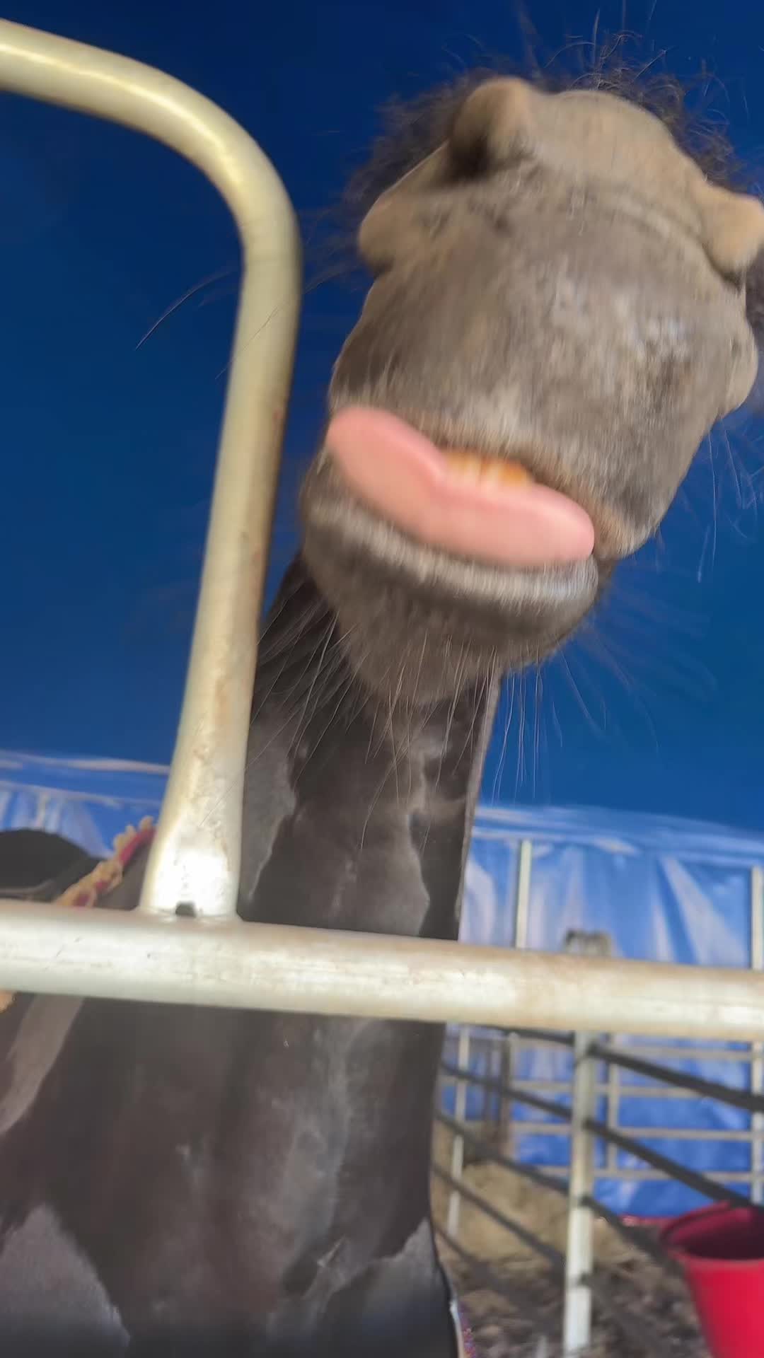 @Horses