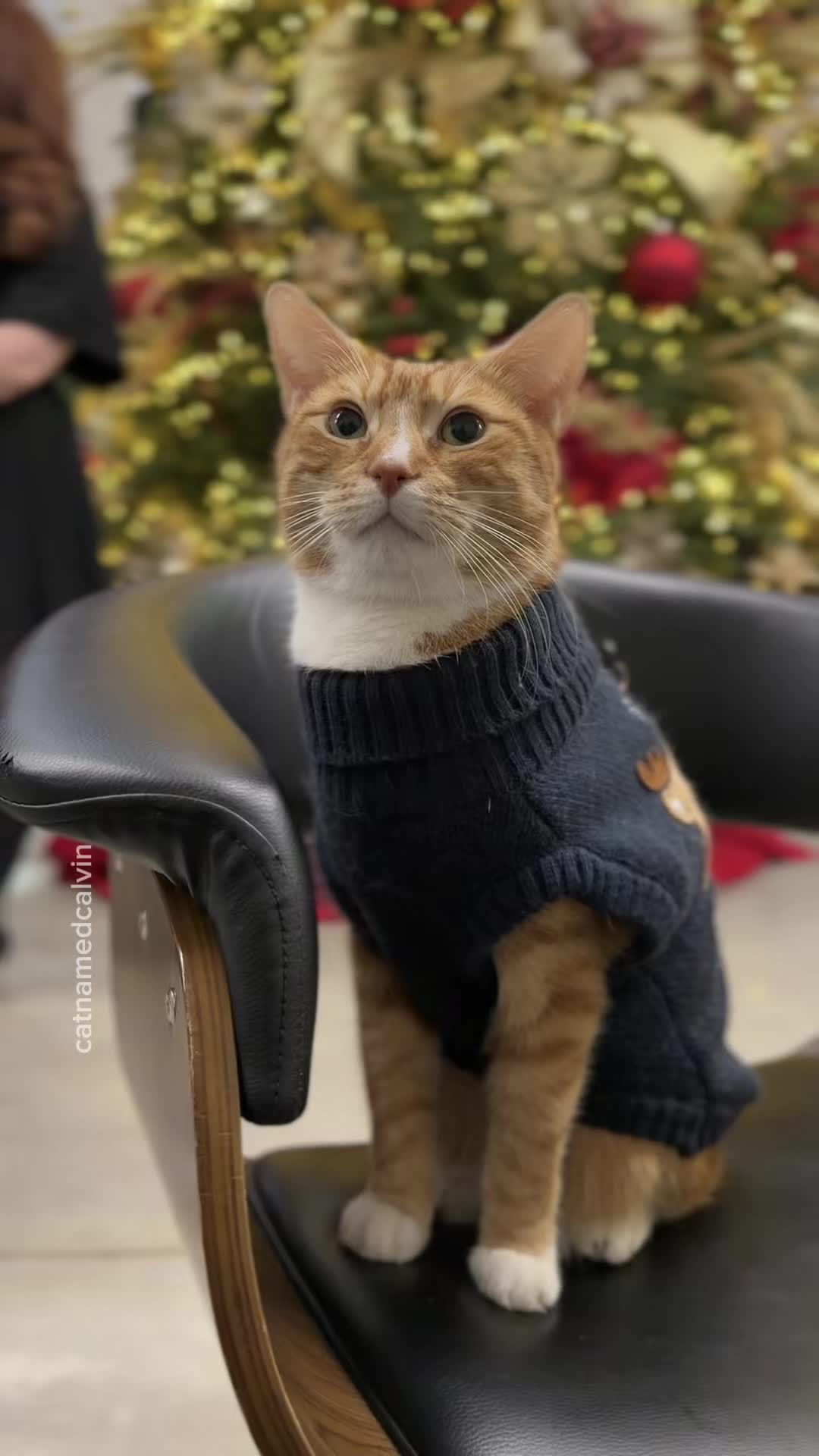 @catnamedcalvin