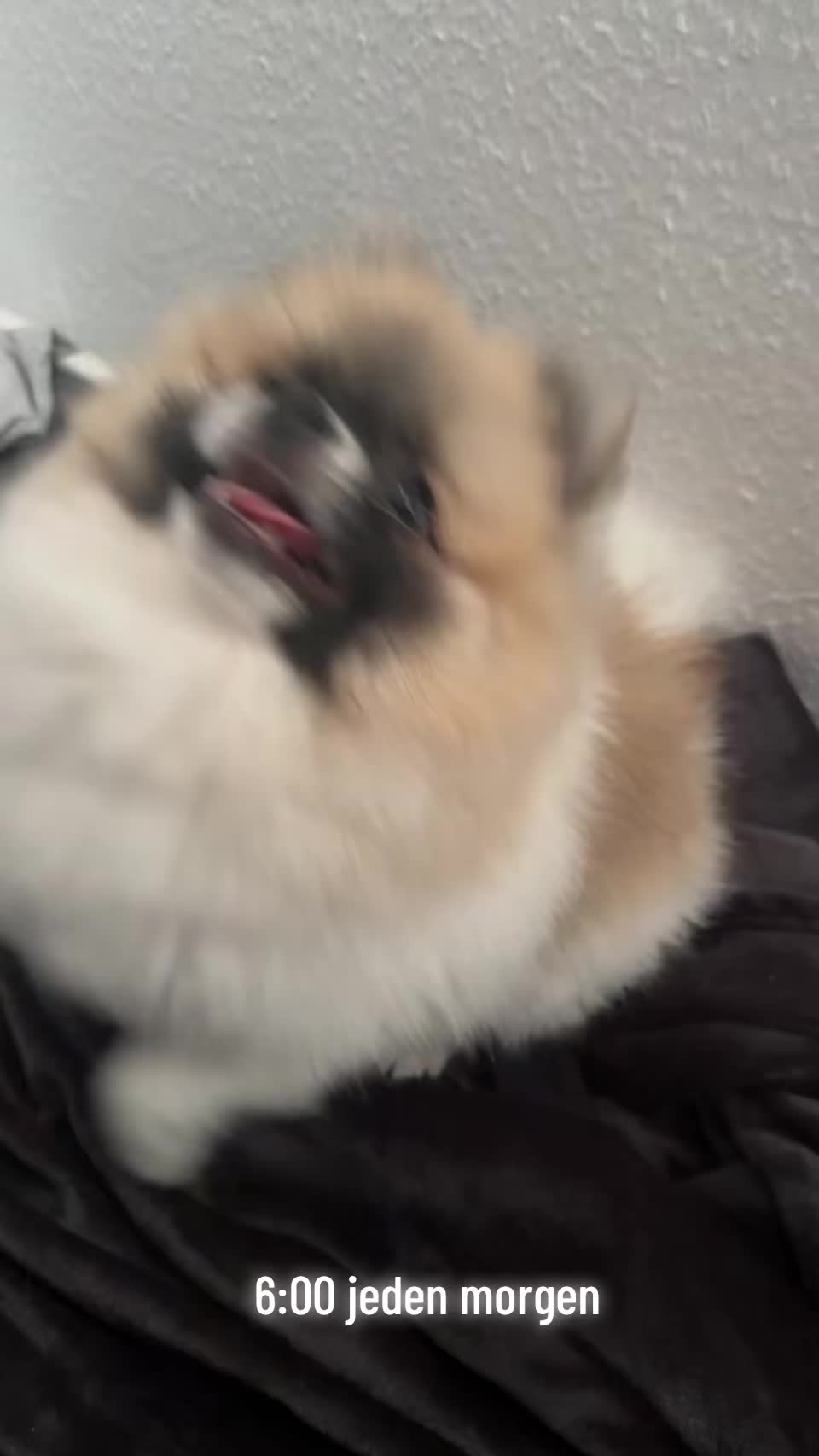 @mocxkrt