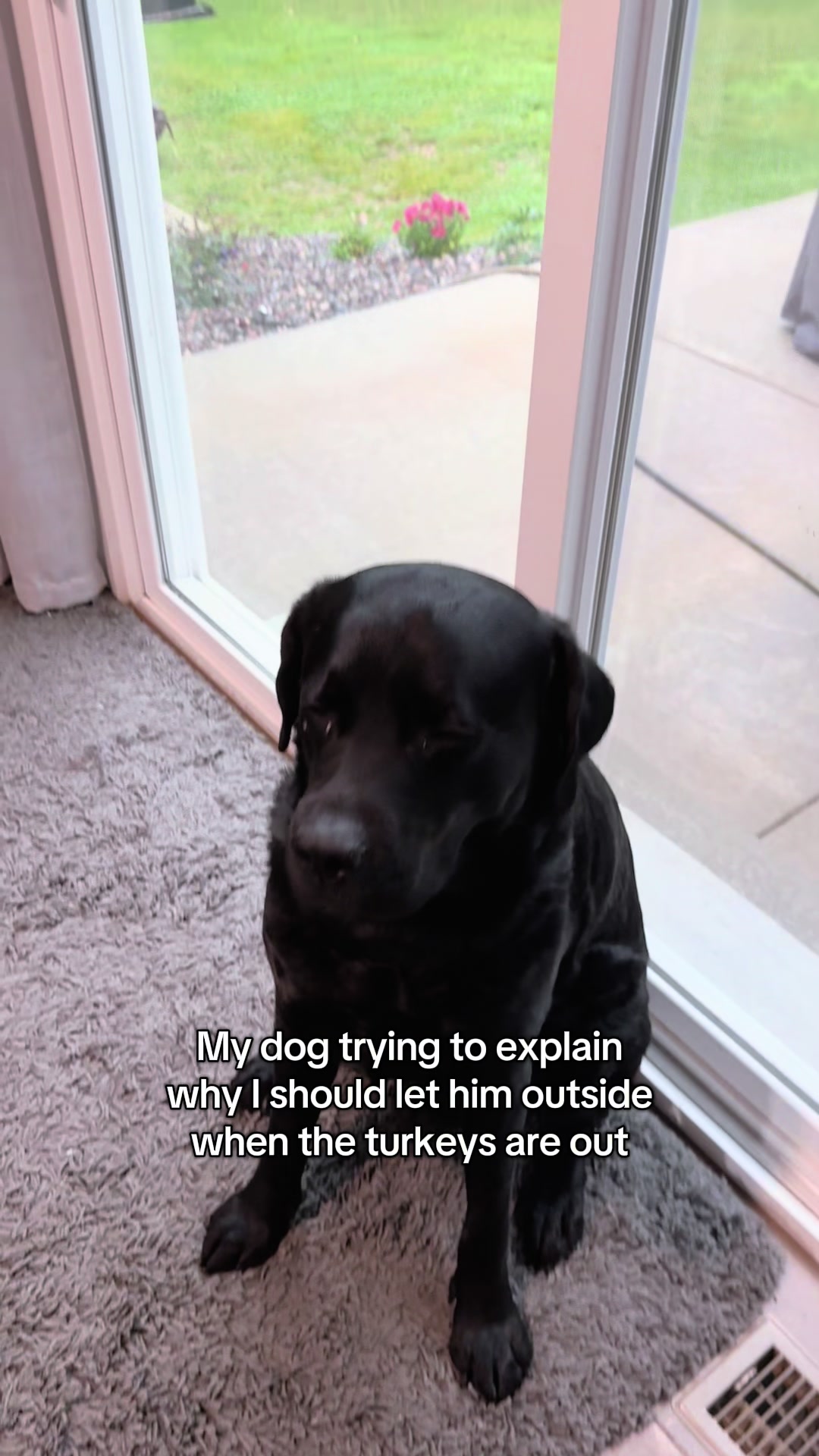 @Gunner the Good Boy Black Lab
