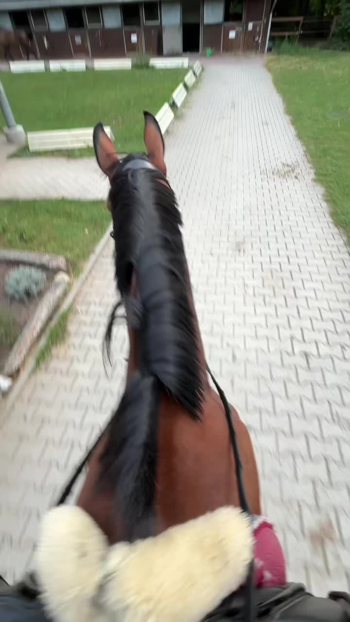 @evis.pferdechaos