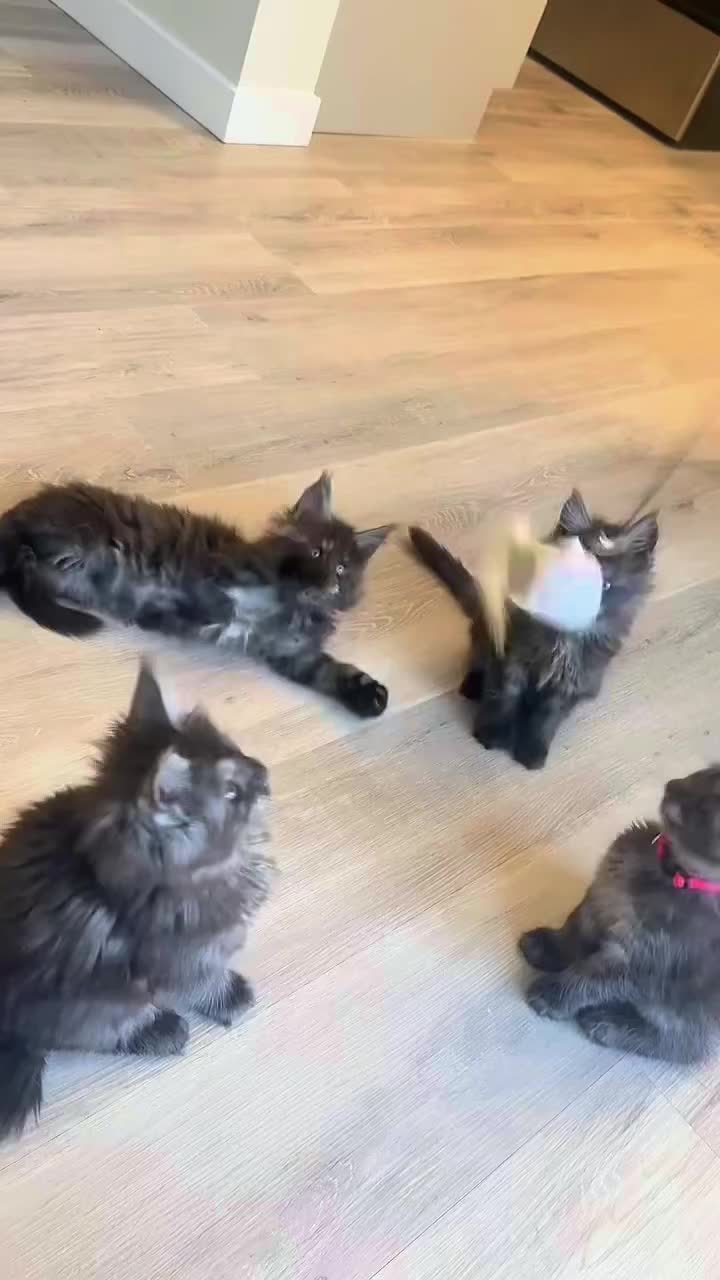 @Maine Coon Kittens